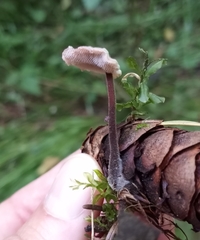 Auriscalpium vulgare