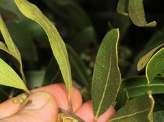 Euclea natalensis angustifolia