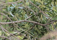 Euclea natalensis angustifolia