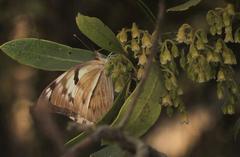 Belenois gidica abyssinica
