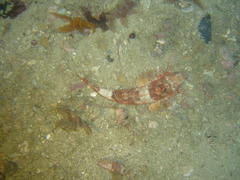 Chelidonichthys capensis