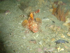 Chelidonichthys capensis