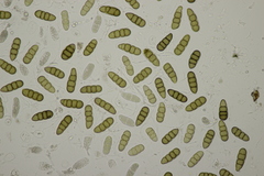 Splanchnonema platani