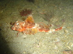 Chelidonichthys capensis