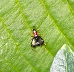 Phyllopalpus pulchellus