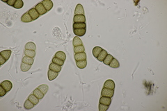 Splanchnonema platani