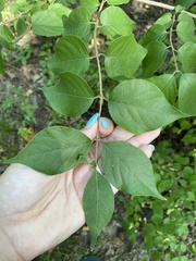 Lonicera maackii