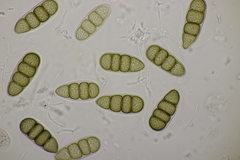 Splanchnonema platani