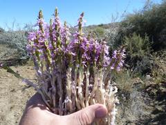 Striga gesnerioides image