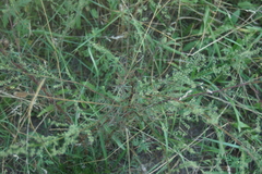 Artemisia campestris