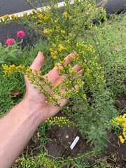 Solidago shortii