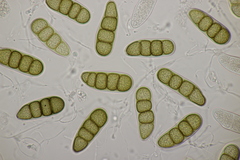 Splanchnonema platani