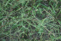Artemisia campestris