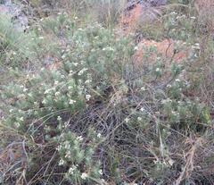 Eriocephalus longifolius