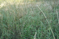 Artemisia campestris