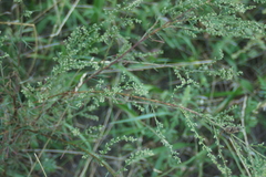 Artemisia campestris