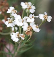 Eriocephalus longifolius