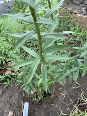 Solidago shortii