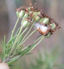 Eriocephalus longifolius