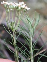 Eriocephalus longifolius