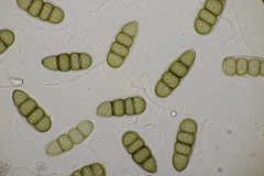 Splanchnonema platani