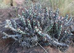 Euphorbia aeruginosa