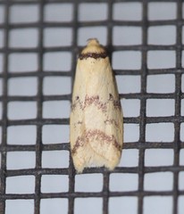 Heteroteucha anthodora