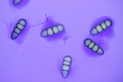 Splanchnonema platani