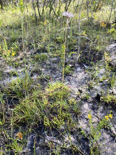 Image of Marshallia graminifolia by (c) Matt Berger, some rights reserved (CC BY)