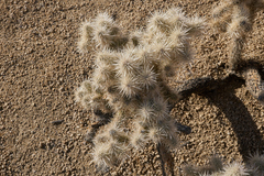 Cylindropuntia chuckwallensis