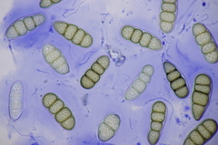 Splanchnonema platani