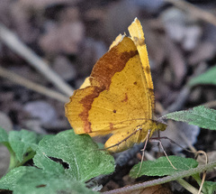 Erastria decrepitaria