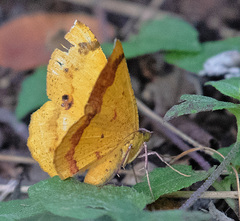 Erastria decrepitaria