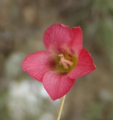 Hermannia coccocarpa