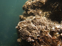 Ellisolandia elongata