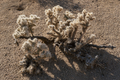 Cylindropuntia chuckwallensis