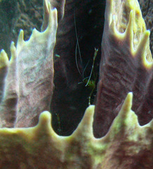 Stenopus scutellatus