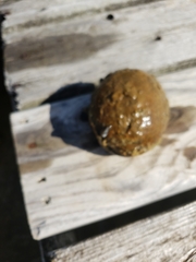 Dreissena polymorpha