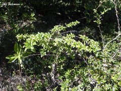 Latua pubiflora