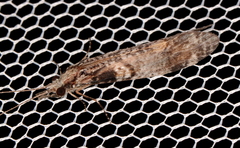 Triplectidinae