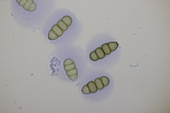 Splanchnonema platani