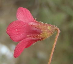 Hermannia coccocarpa