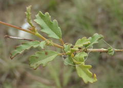Hermannia coccocarpa