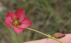 Hermannia coccocarpa