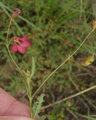 Hermannia coccocarpa