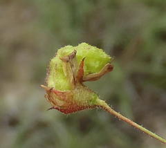 Hermannia coccocarpa