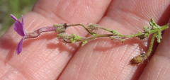Jamesbrittenia phlogiflora