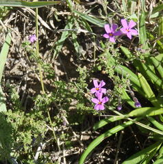 Jamesbrittenia phlogiflora