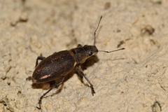 Brachyderes lusitanicus