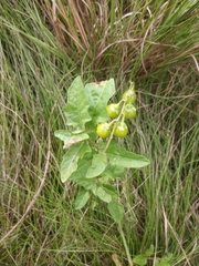 Solanum carolinense